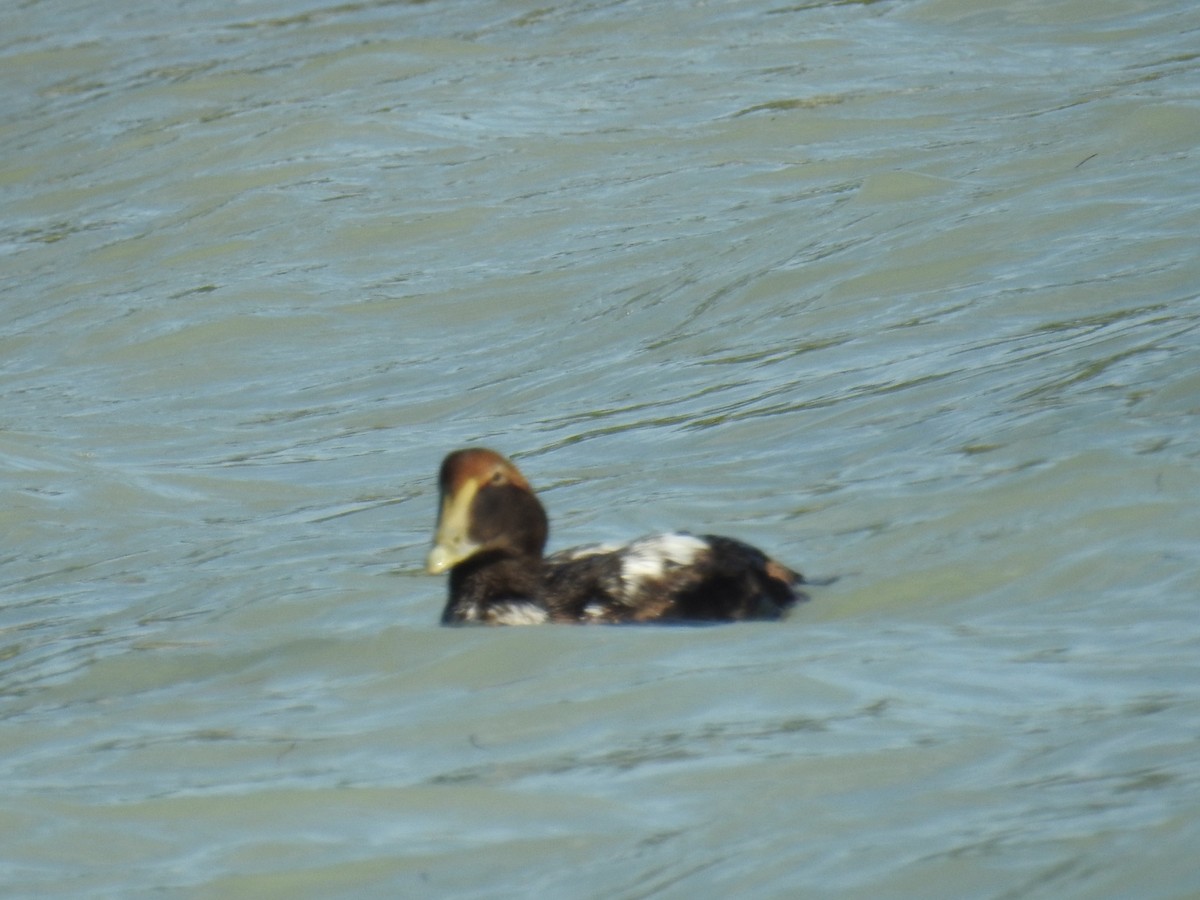 Common Eider - ML291270141