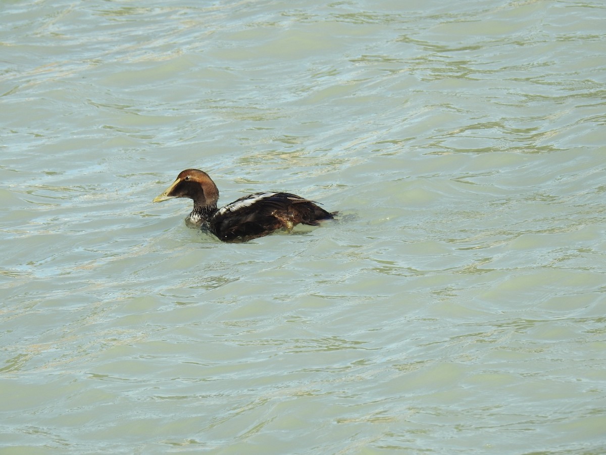 Common Eider - ML291270151