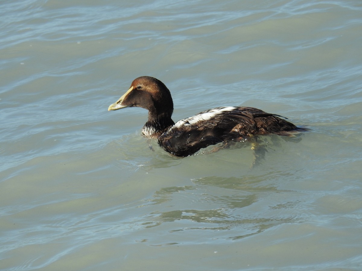 Common Eider - ML291270161