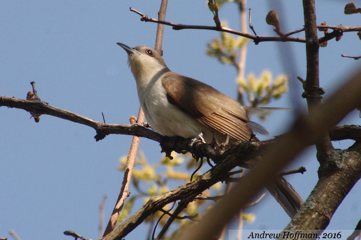 Black-billed Cuckoo - ML29127081
