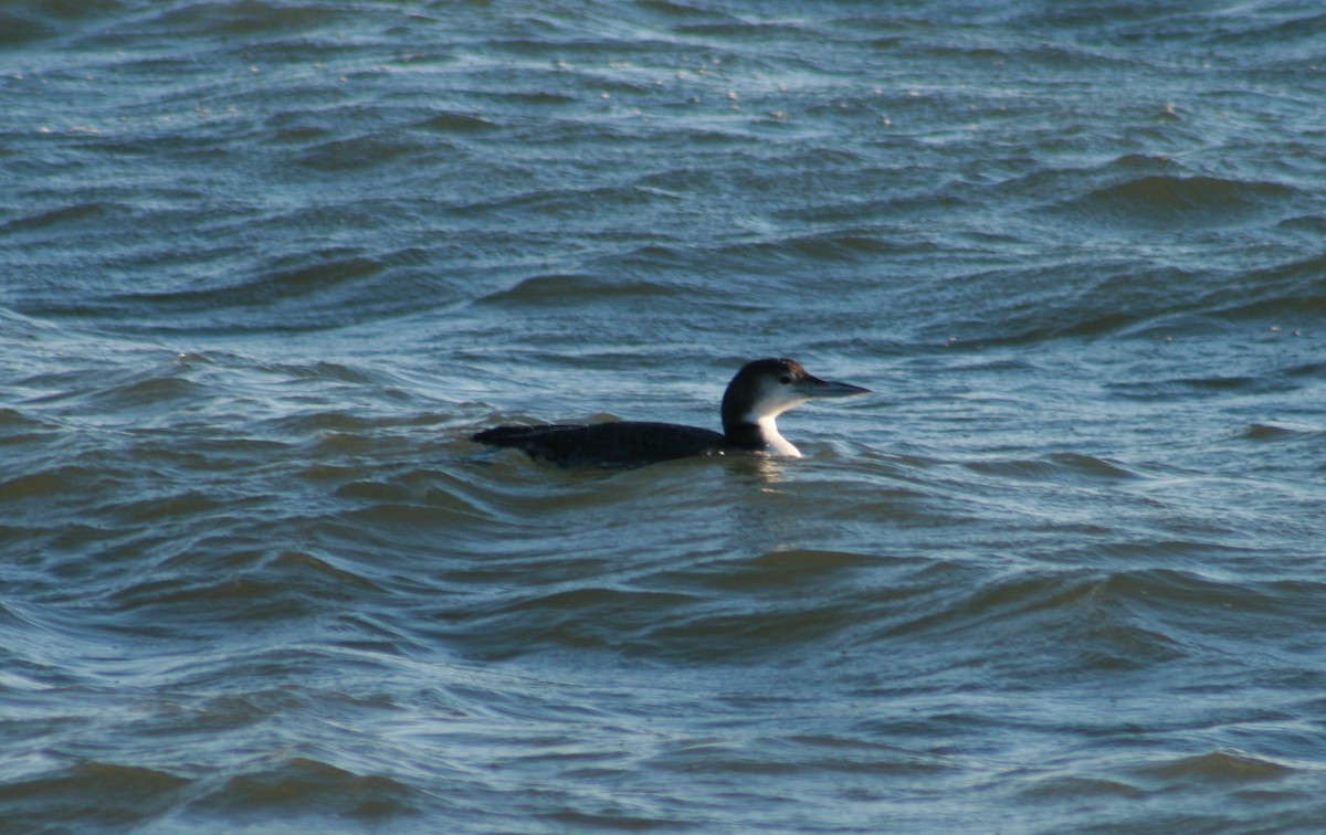 Common Loon - ML291272581