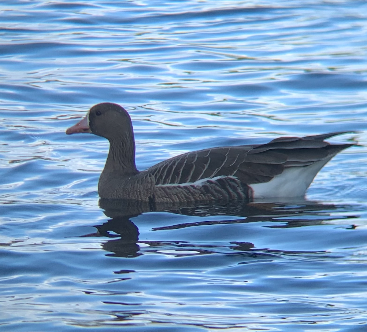 Greater White-fronted Goose - ML291276901