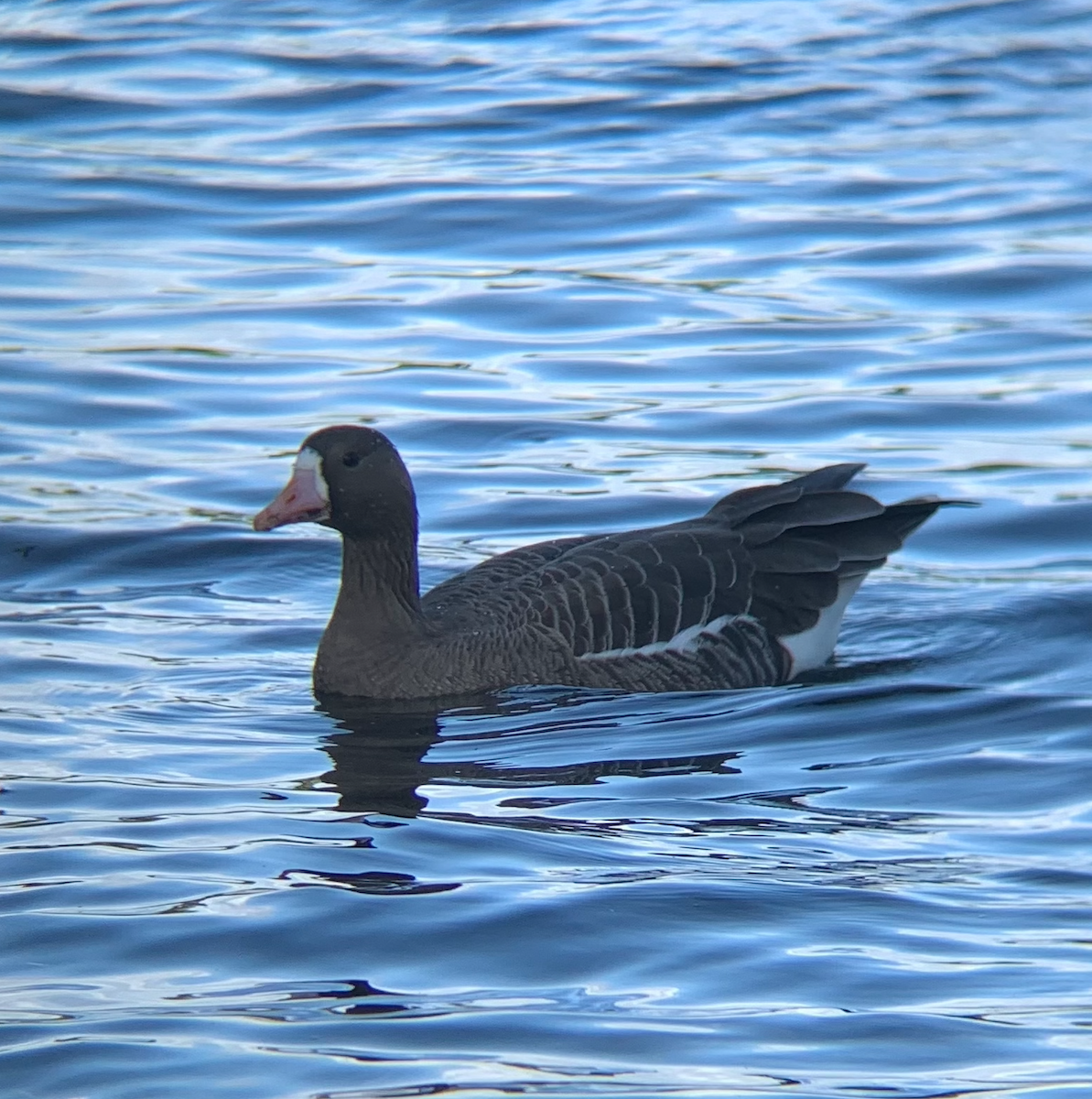 Greater White-fronted Goose - ML291276911