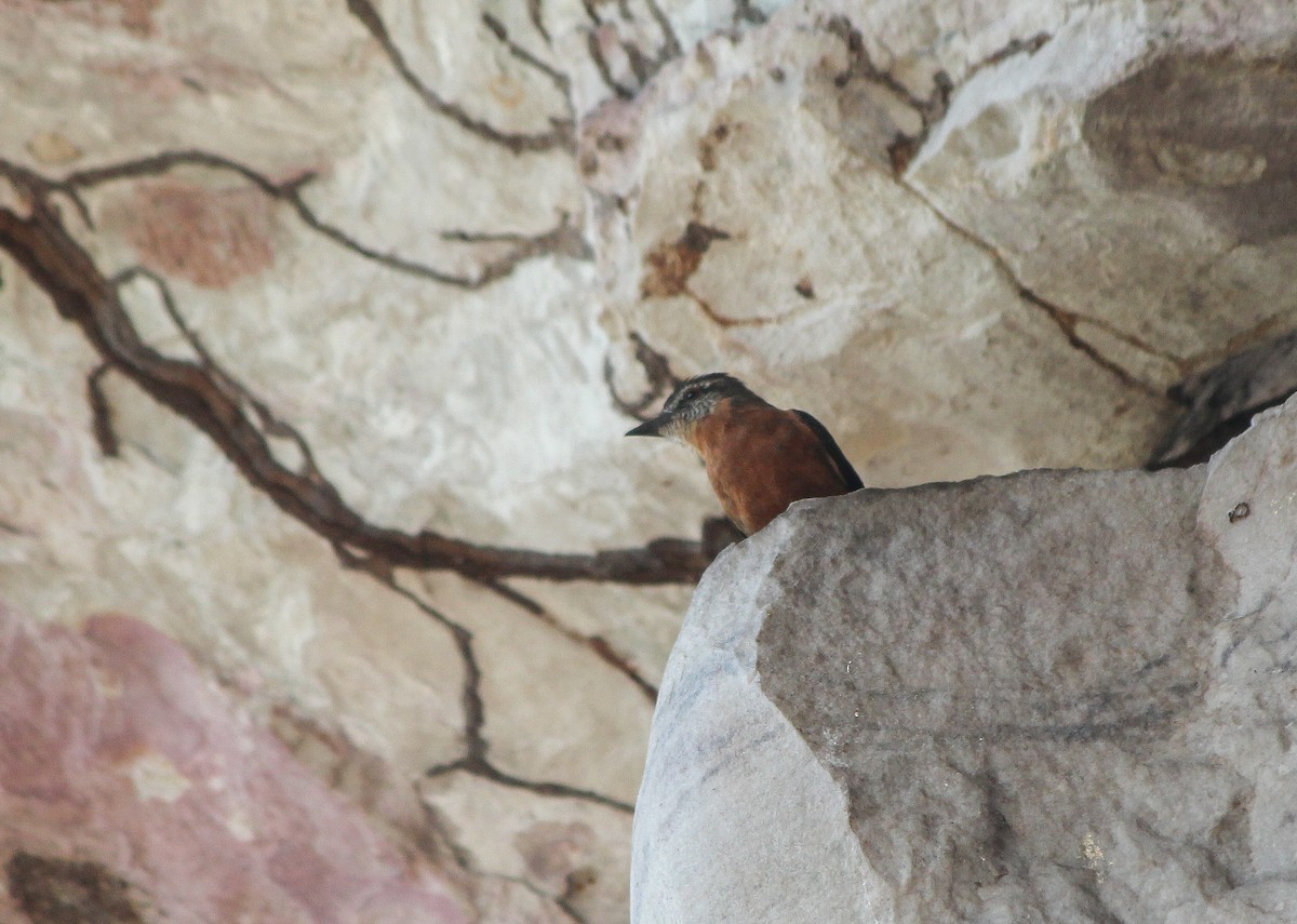 Cliff Flycatcher - ML291277871