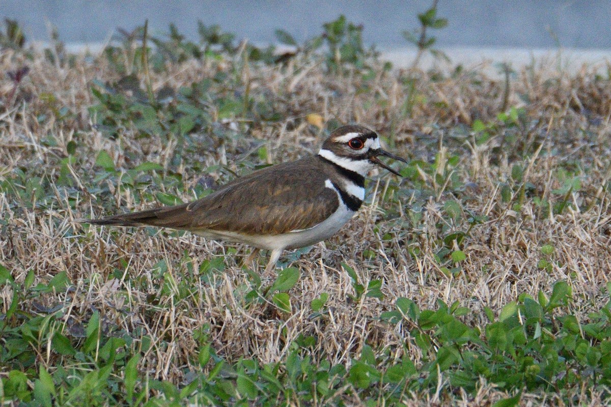 Killdeer - ML291280151