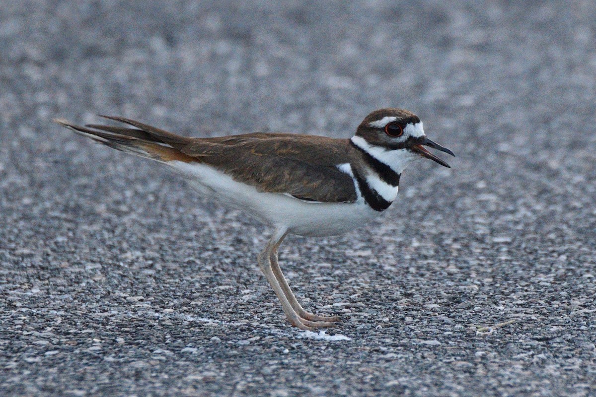 Killdeer - ML291280191