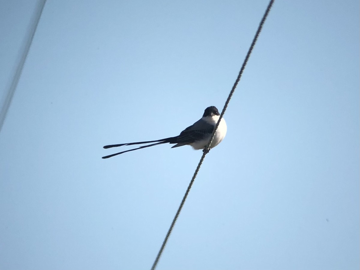 Fork-tailed Flycatcher - ML291281041
