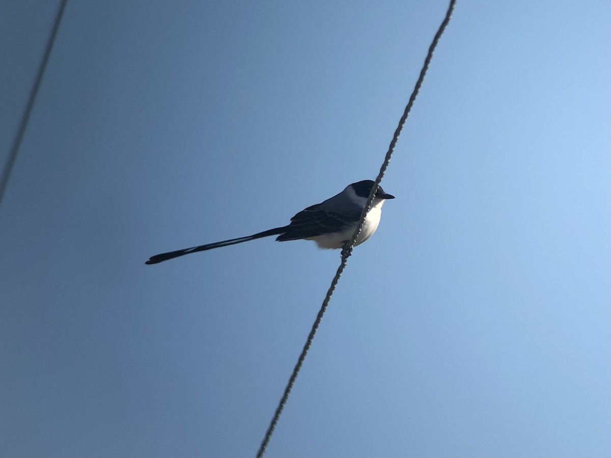 Fork-tailed Flycatcher - ML291281071