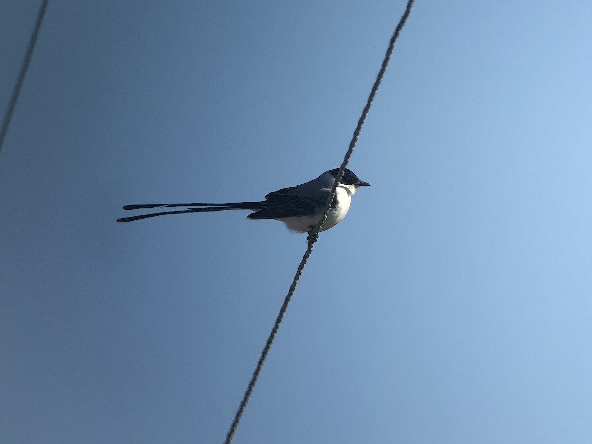 Fork-tailed Flycatcher - ML291281081