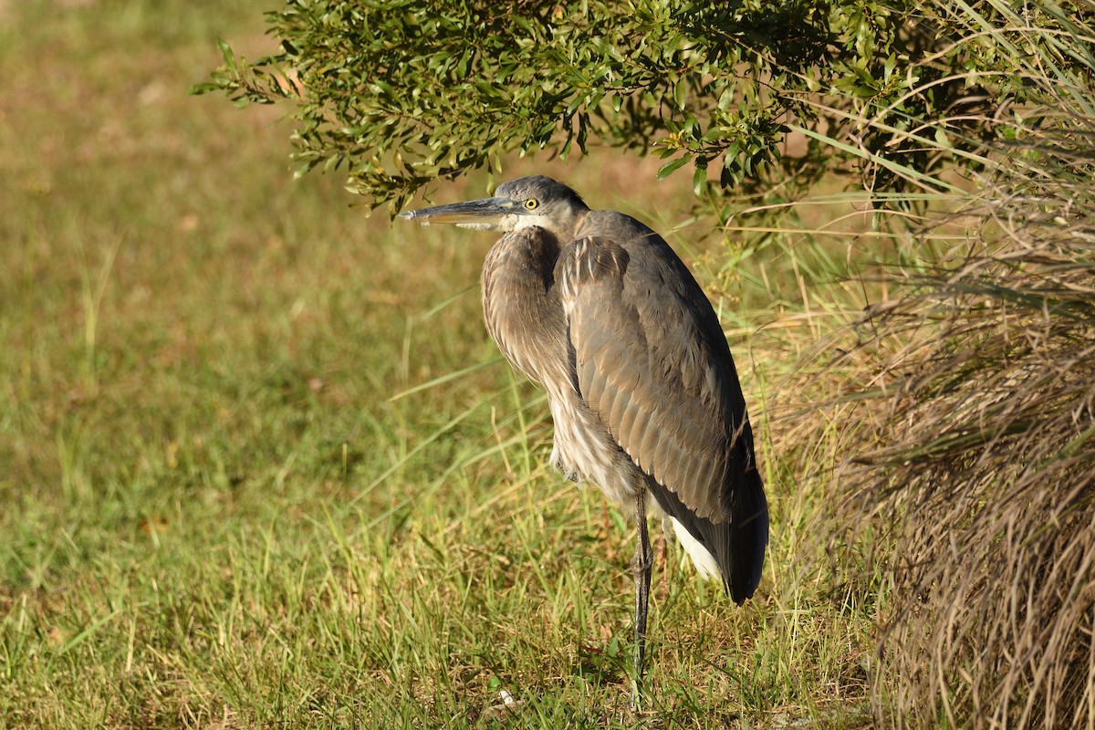 Great Blue Heron - ML291281351