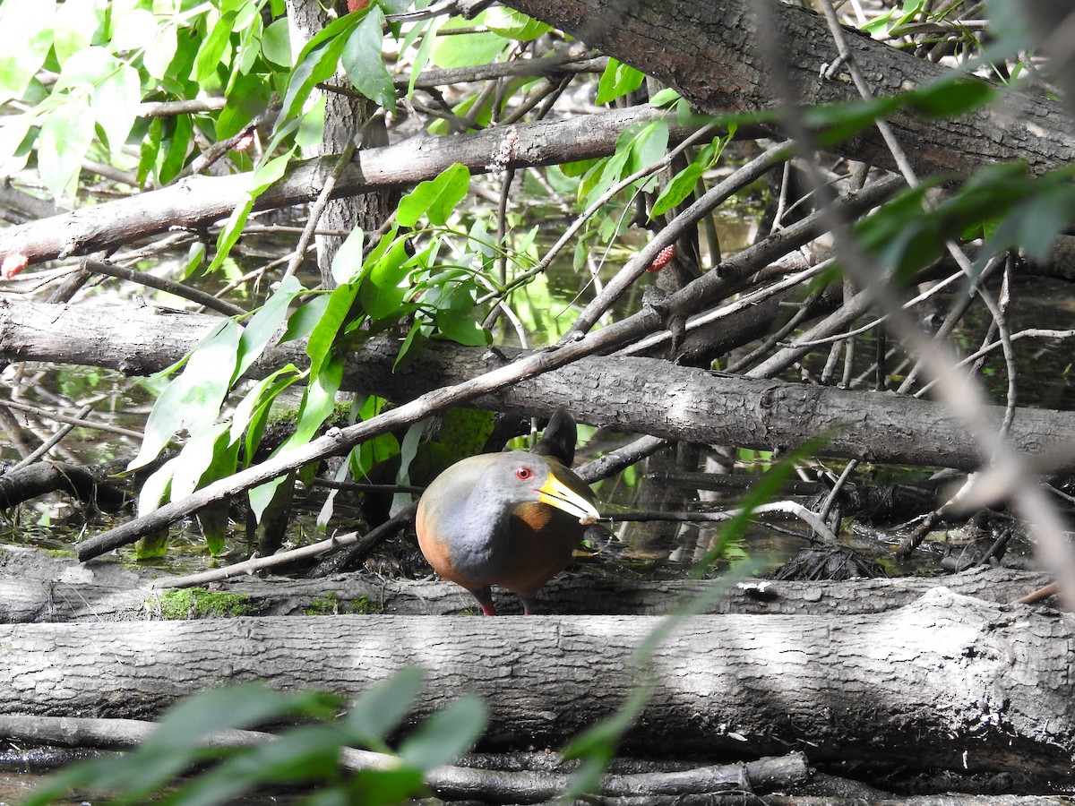 Gray-cowled Wood-Rail - dario wendeler