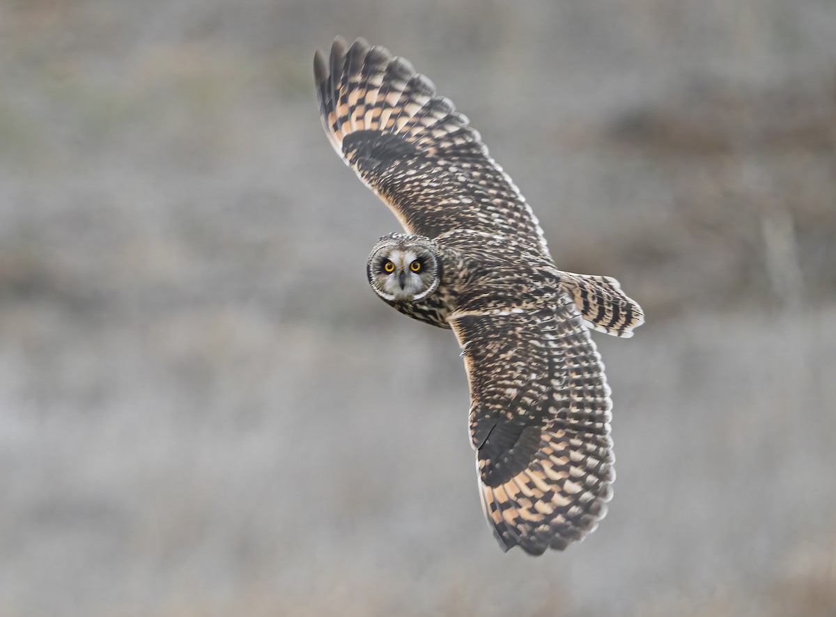 Short-eared Owl - Jerry Ting