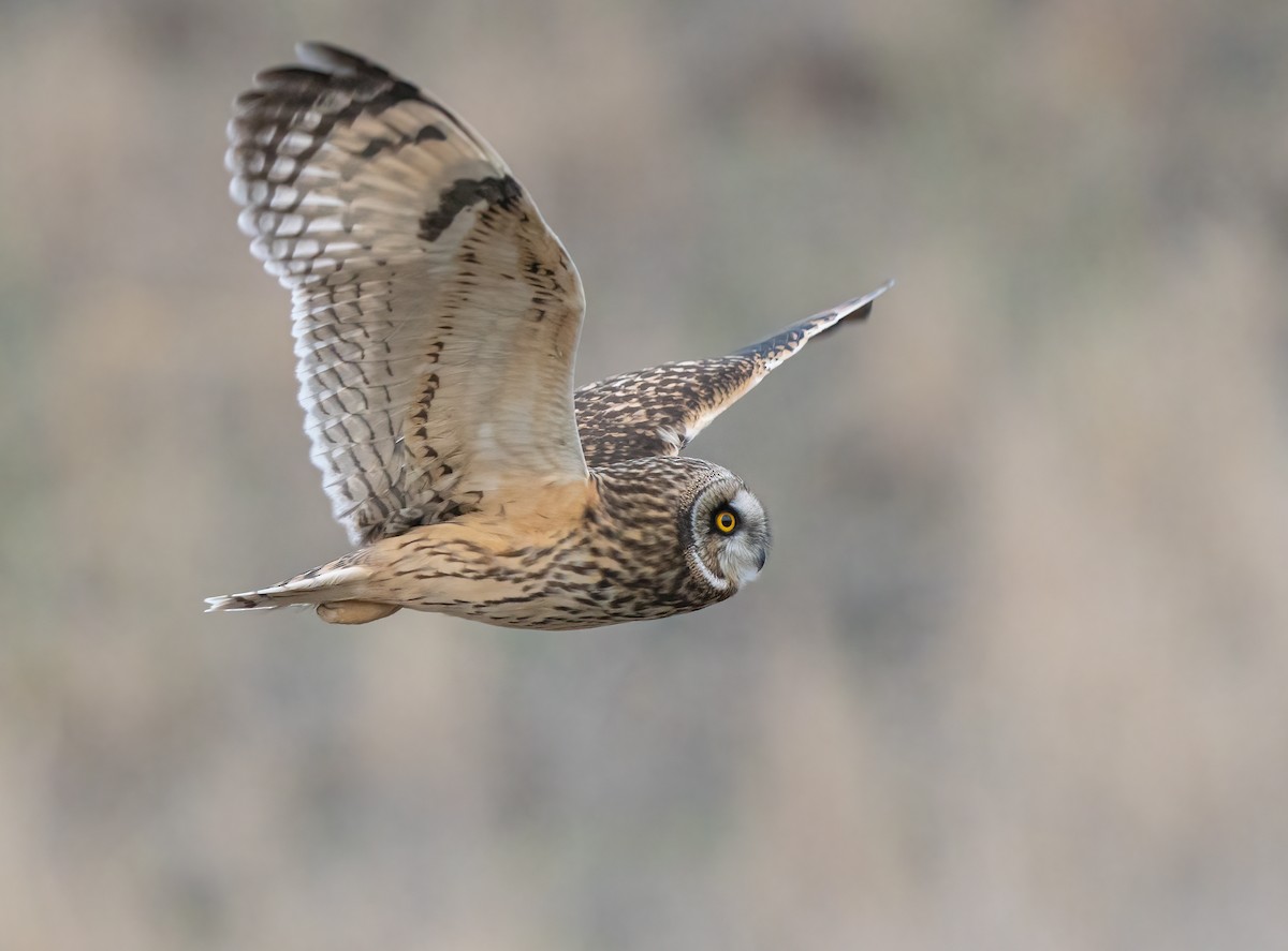 Short-eared Owl - Jerry Ting