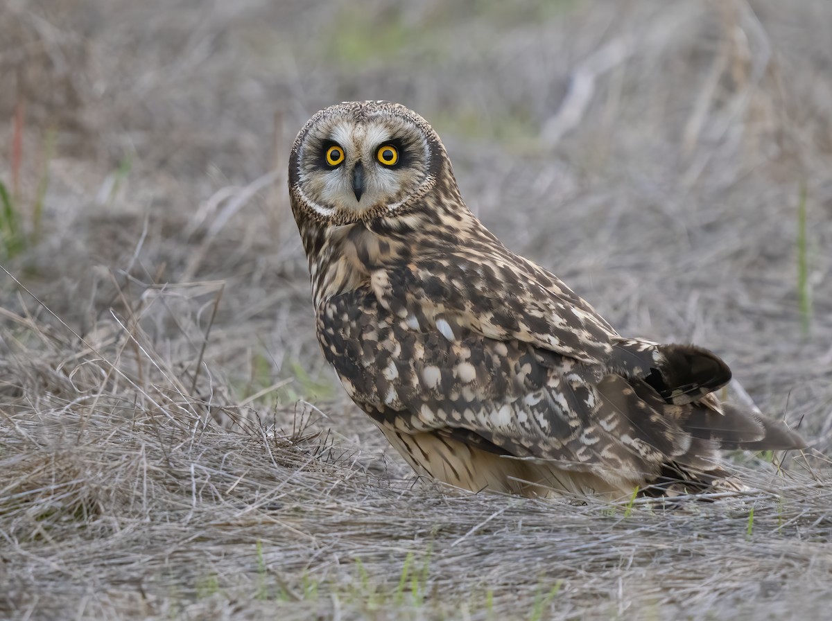 Short-eared Owl - Jerry Ting