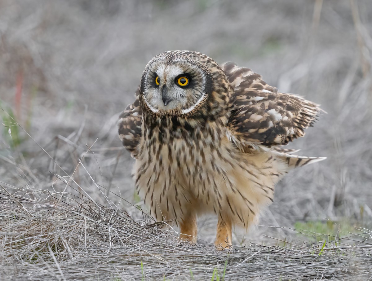Short-eared Owl - Jerry Ting