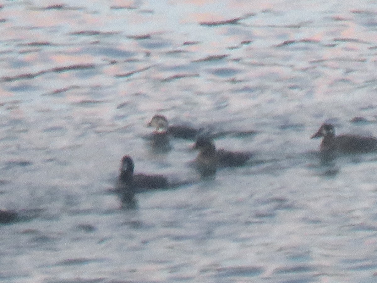 Long-tailed Duck - Lucas Brug