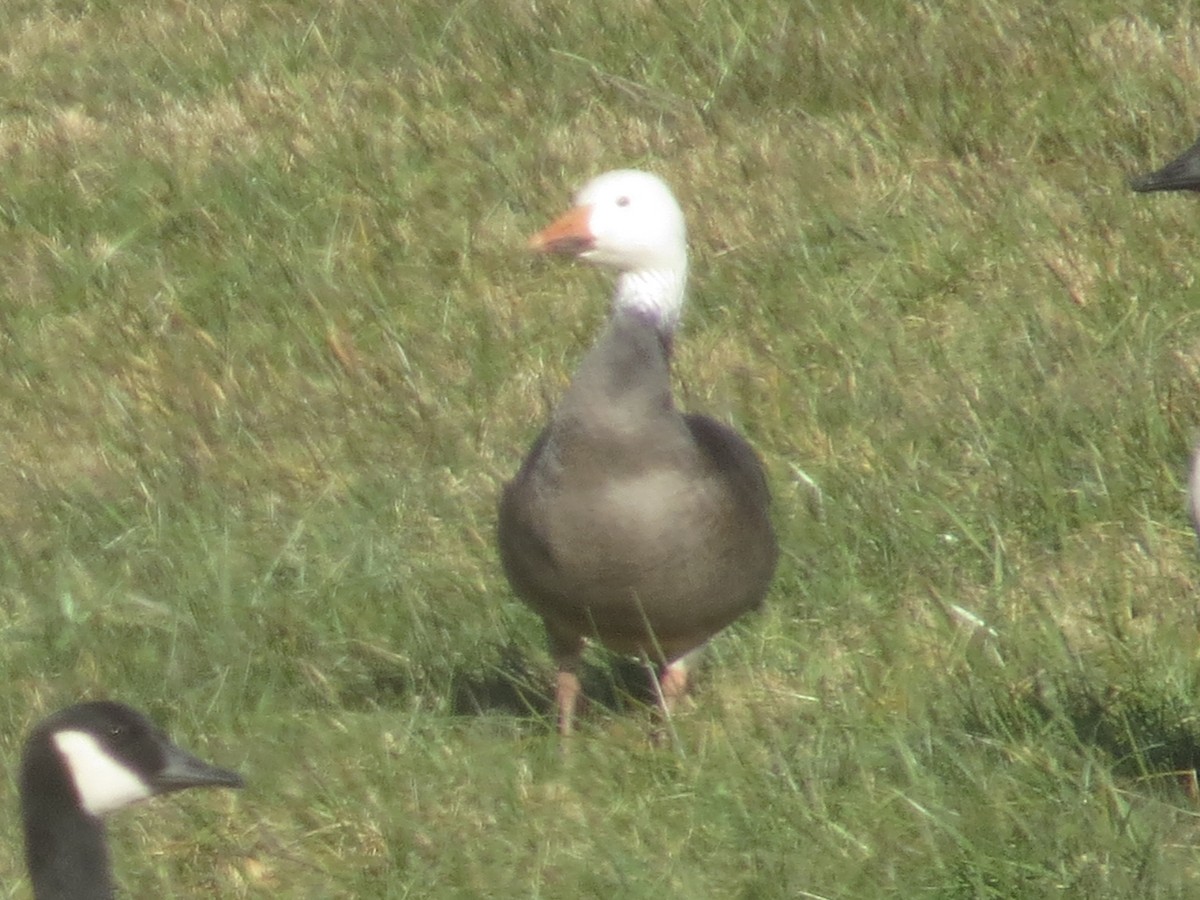 Snow Goose - ML291282581