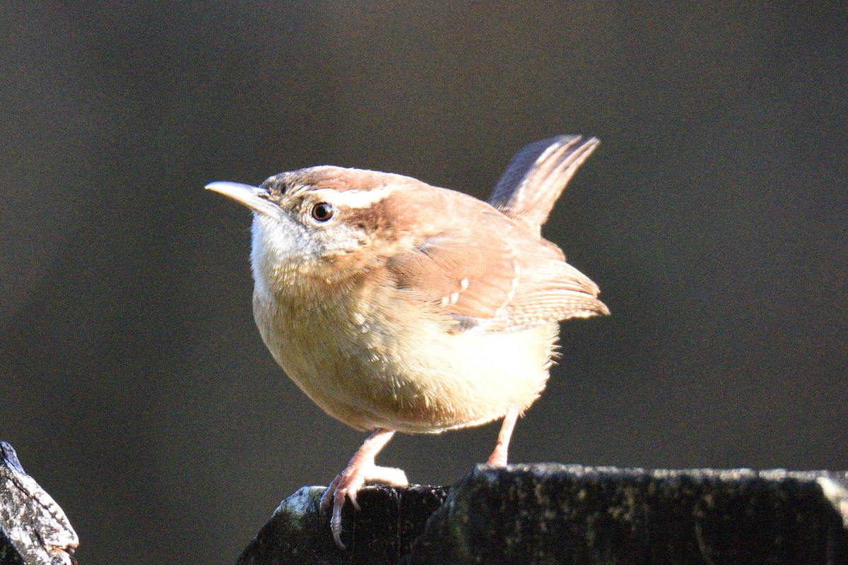 Carolina Wren - ML291283391