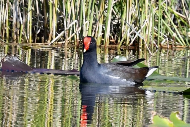 Common Gallinule - barbara segal