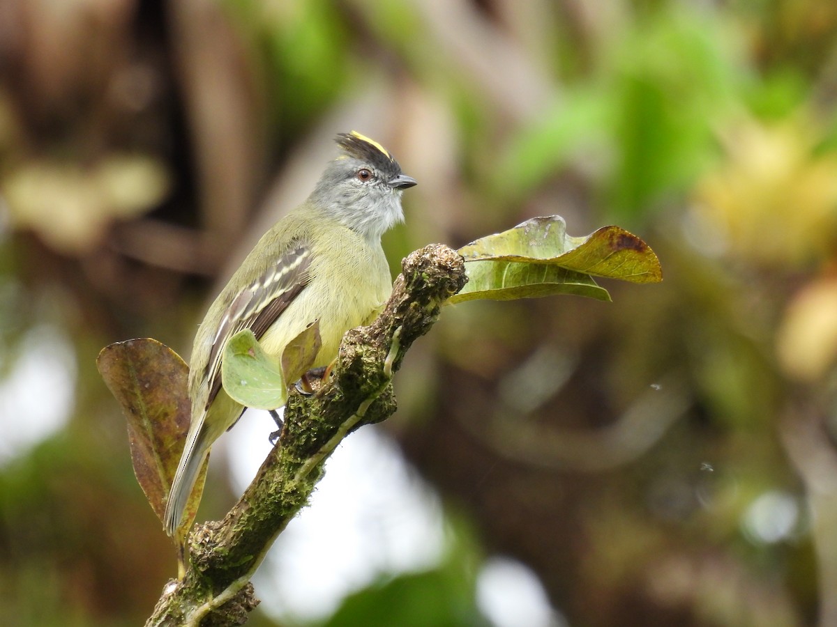Yellow-crowned Tyrannulet - Carlos Ulate