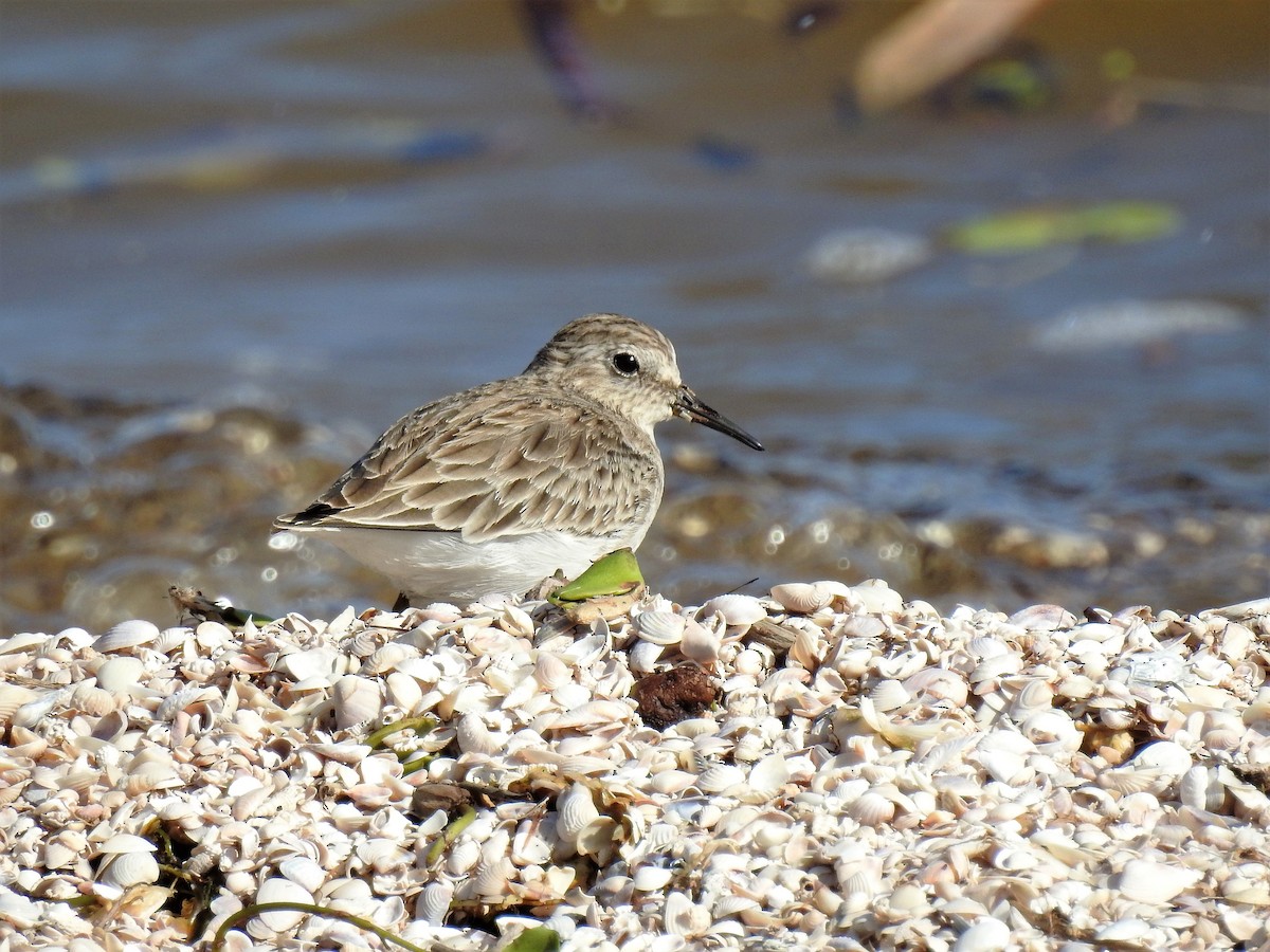 Least Sandpiper - ML291285351