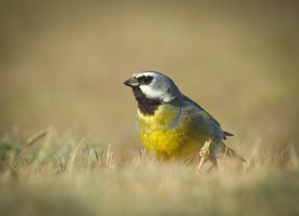 White-bridled Finch (Fuegian) - Pablo Gutiérrez Maier