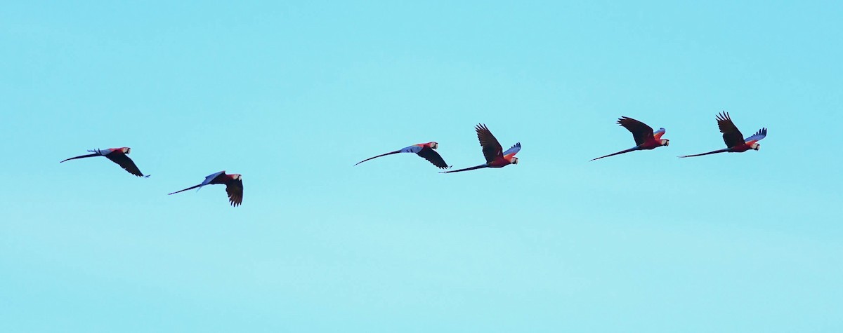 Scarlet Macaw - ML291289041