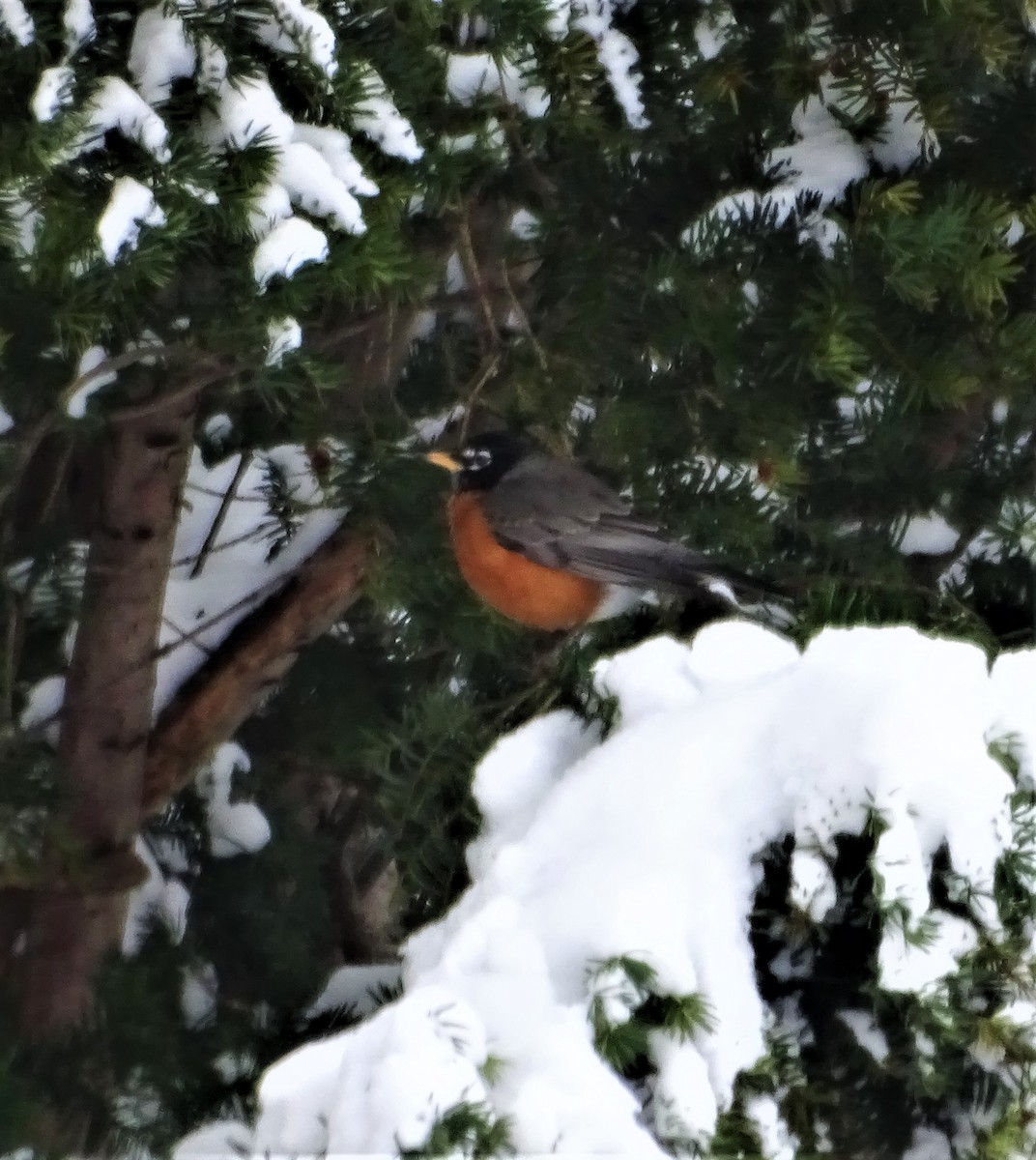 American Robin - ML291289901