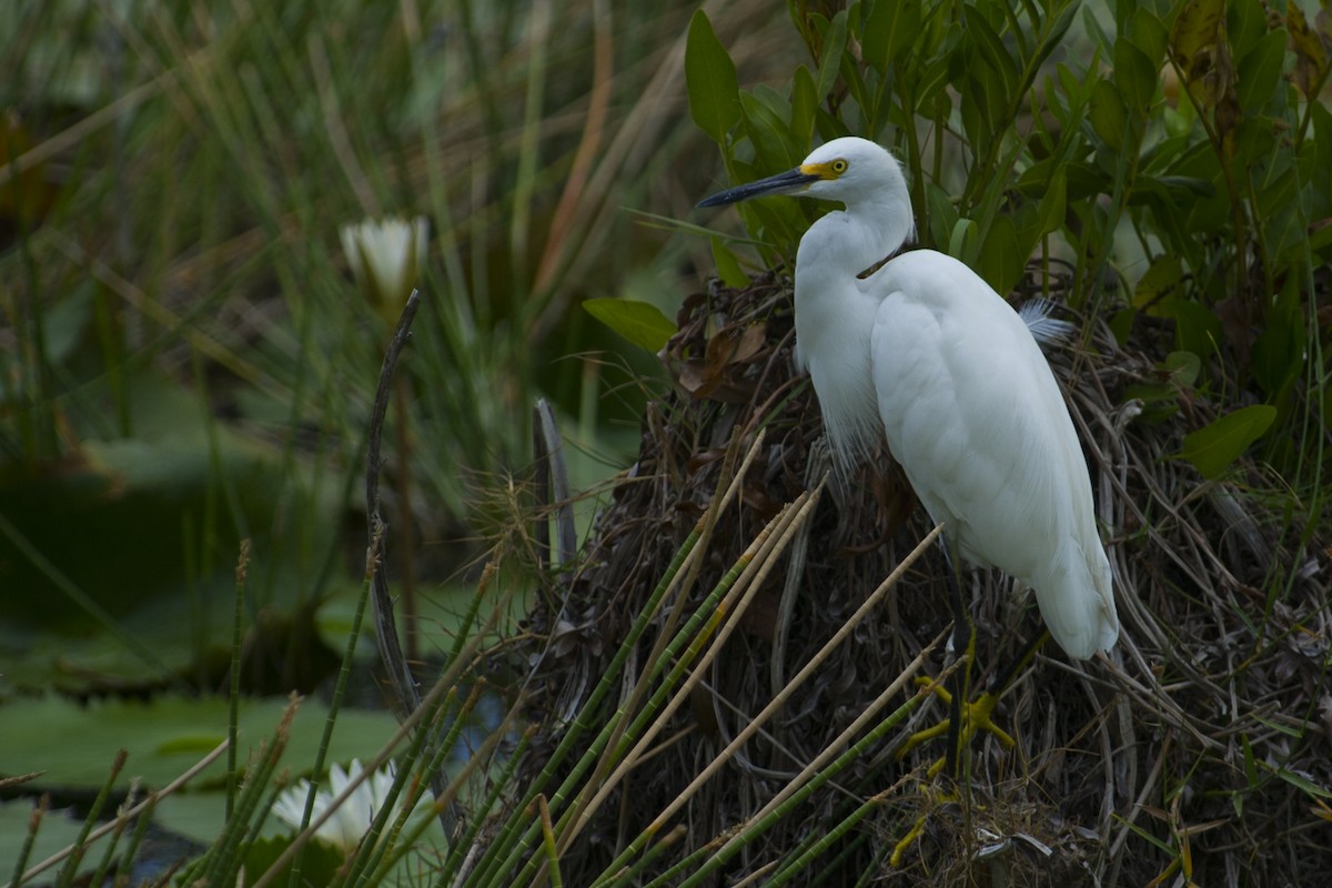 Snowy Egret - ML29129041