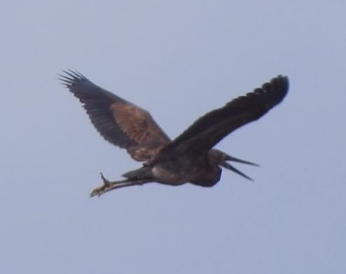 Great-billed Heron - ML291290481