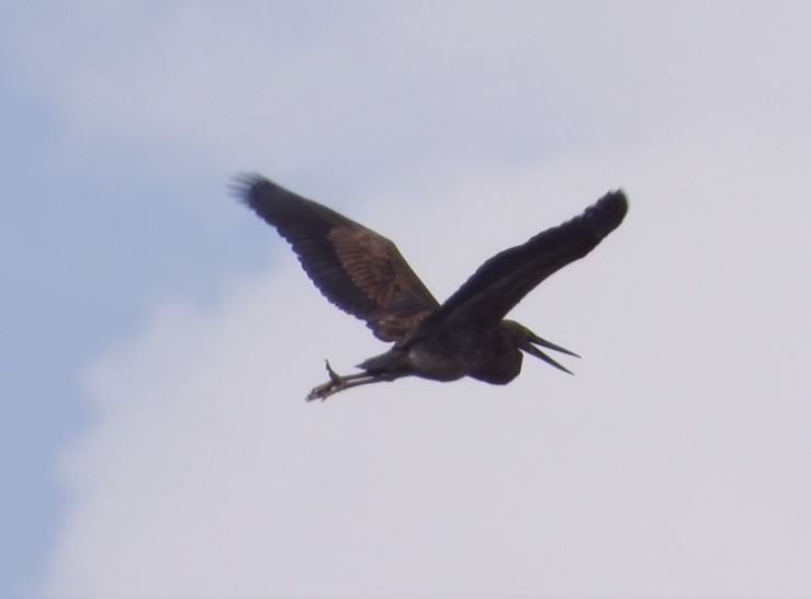 Great-billed Heron - ML291290511
