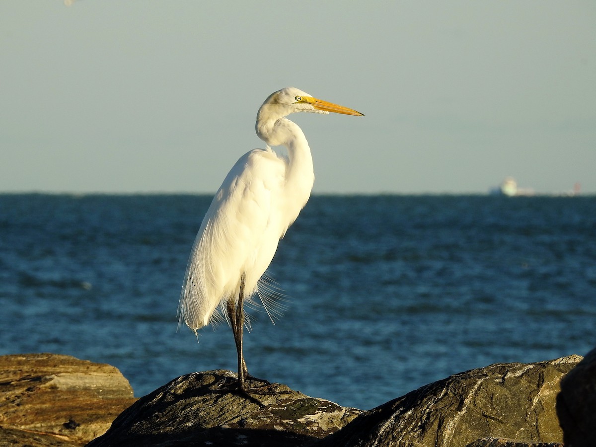 Great Egret - ML291290541