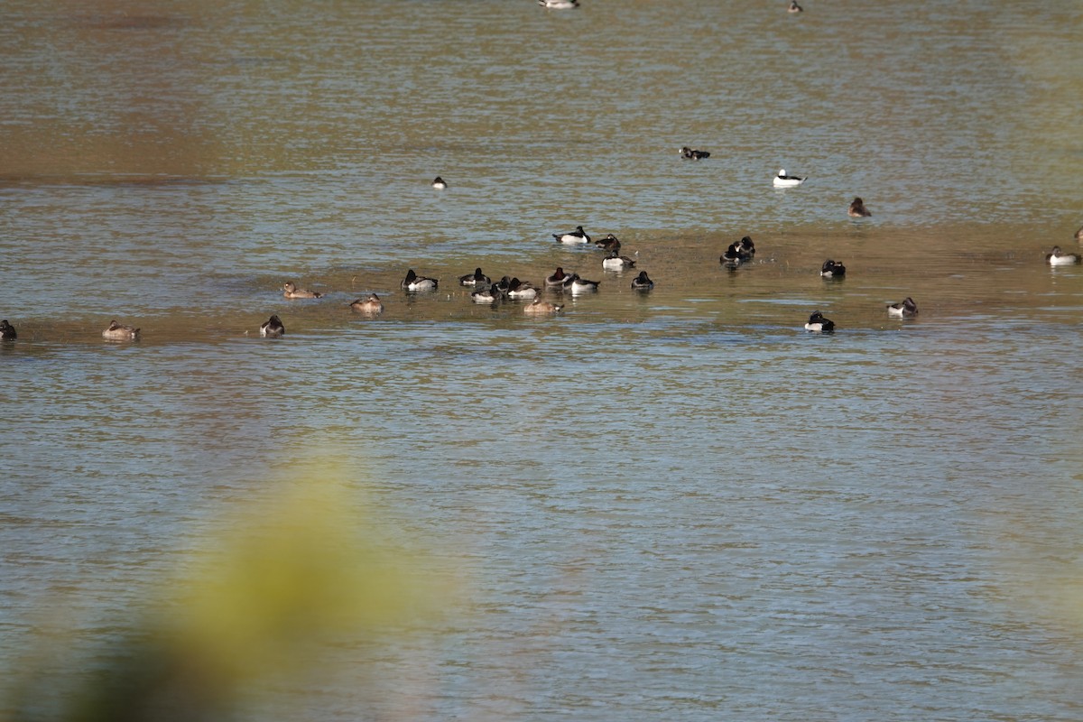 Ring-necked Duck - ML291290731