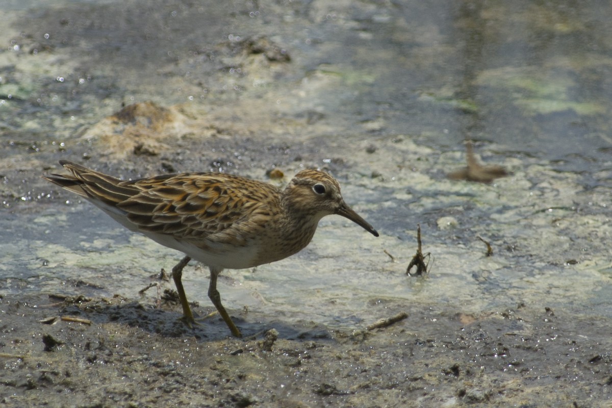 Pectoral Sandpiper - ML29129091