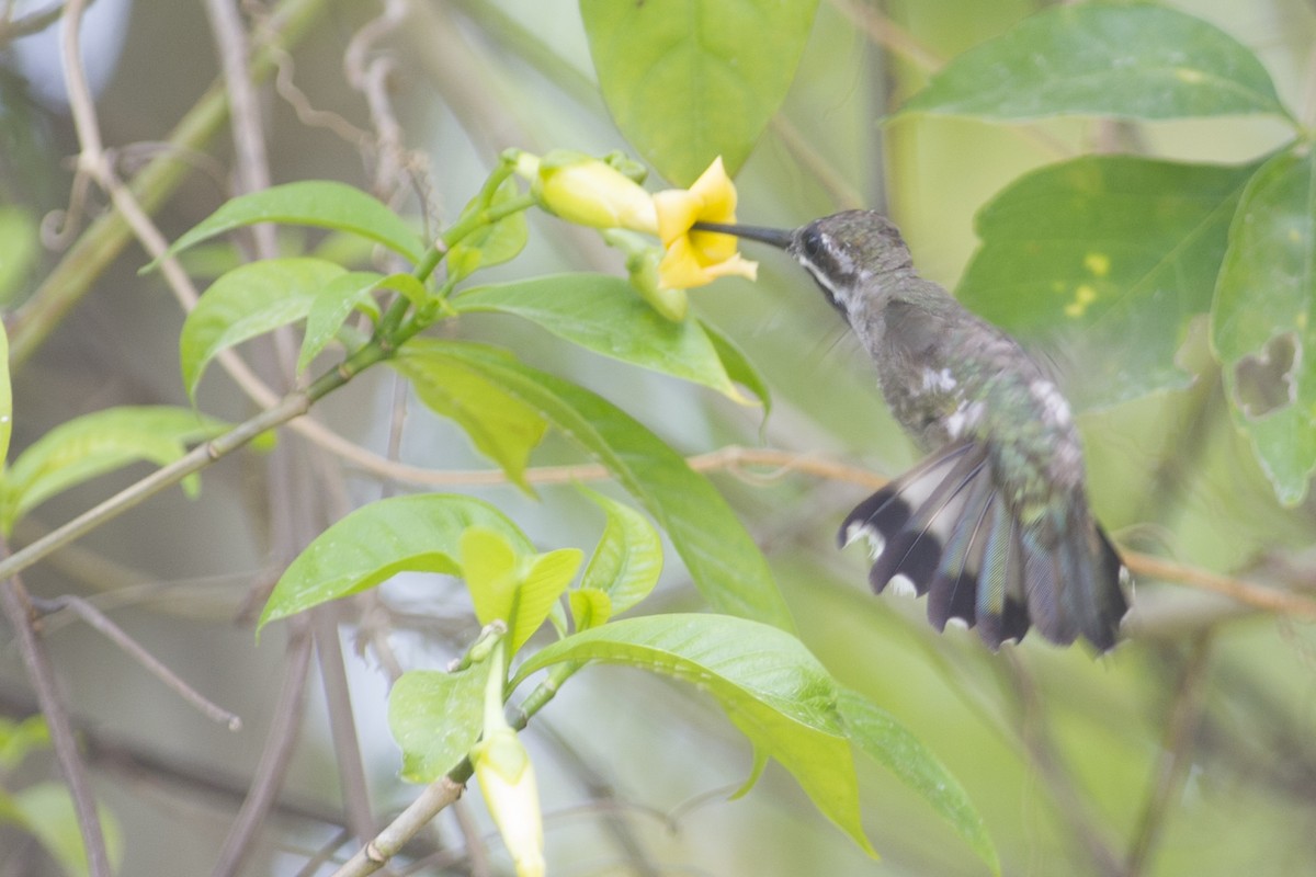 Plain-capped Starthroat - ML29129121