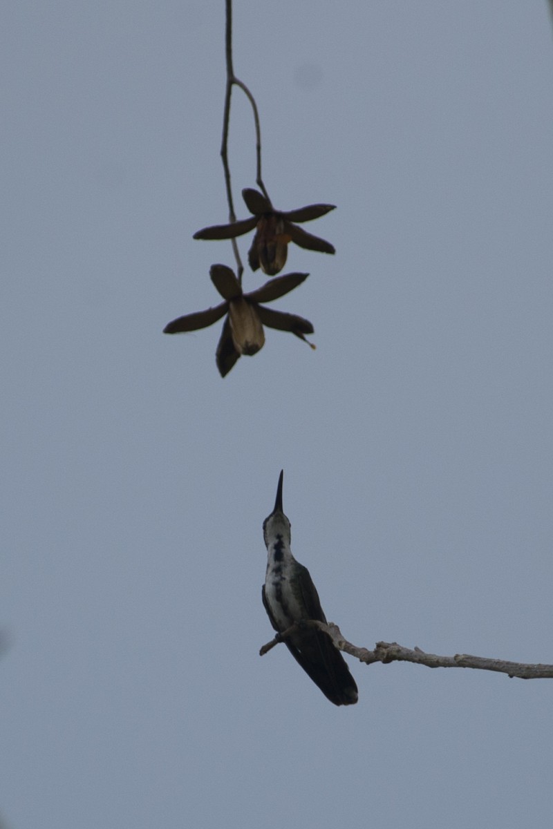 kolibřík lesklý - ML29129161