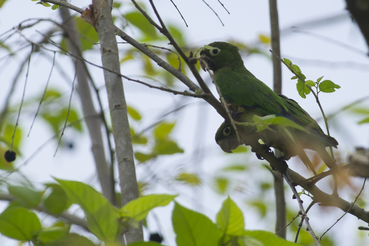 Olive-throated Parakeet - ML29129191