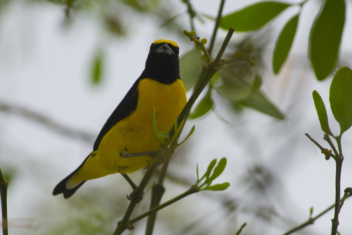 Scrub Euphonia - ML29129271