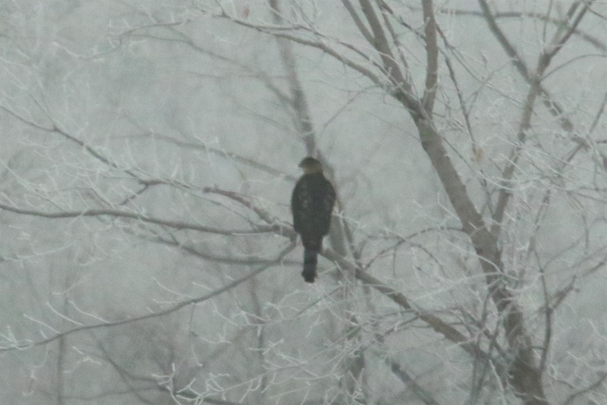 Cooper's Hawk - Dan Orr