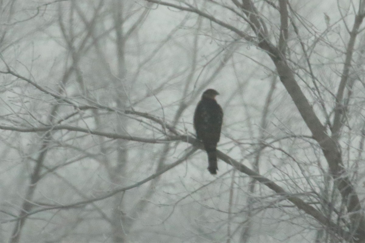 Cooper's Hawk - ML291292761