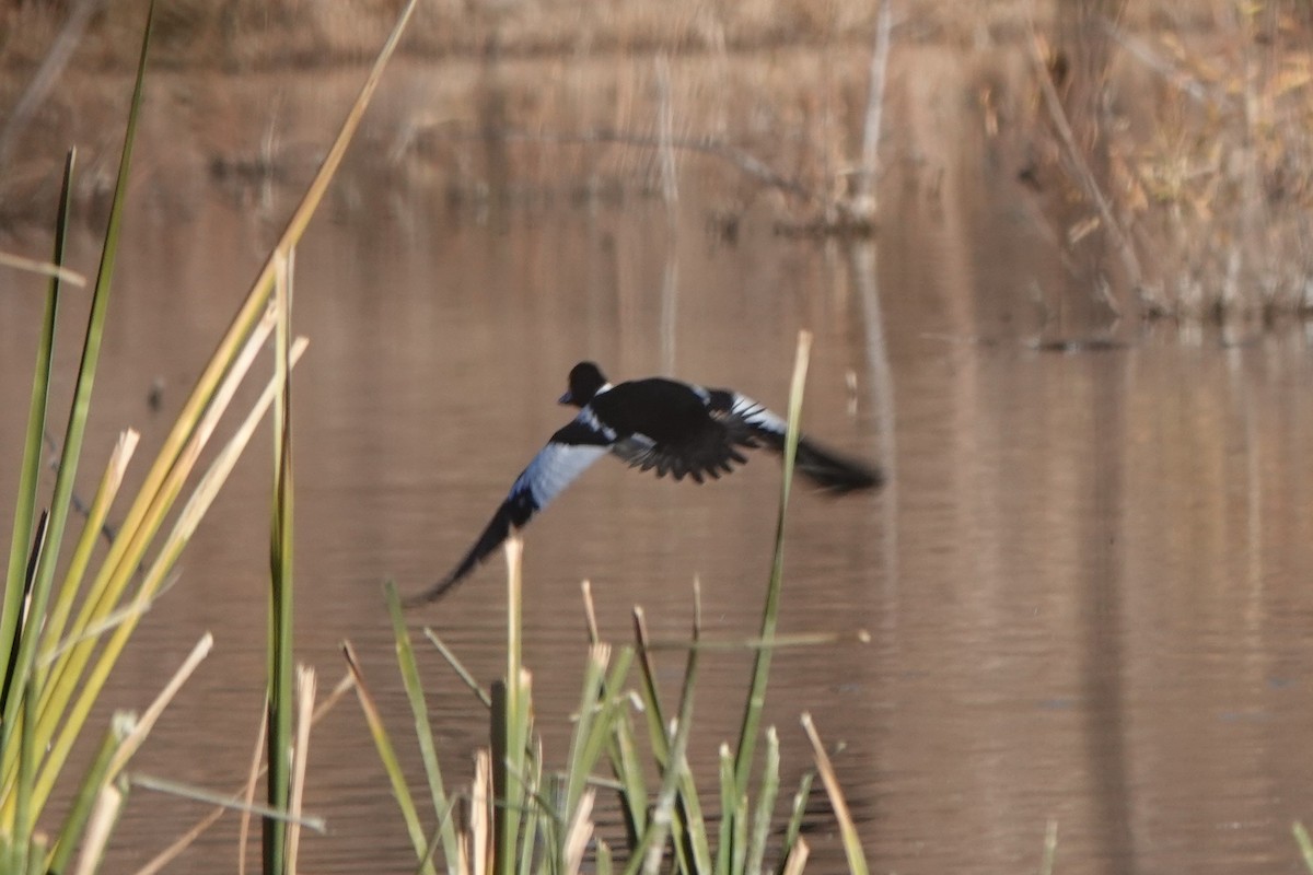 Common Goldeneye - ML291293121