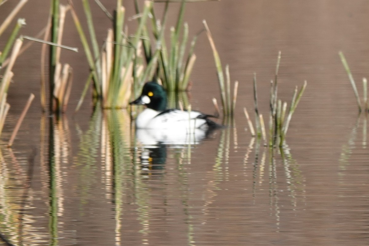 Common Goldeneye - ML291293131