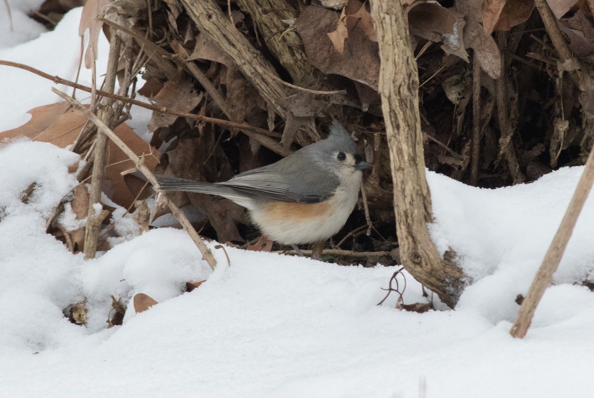 Tufted Titmouse - ML291293611