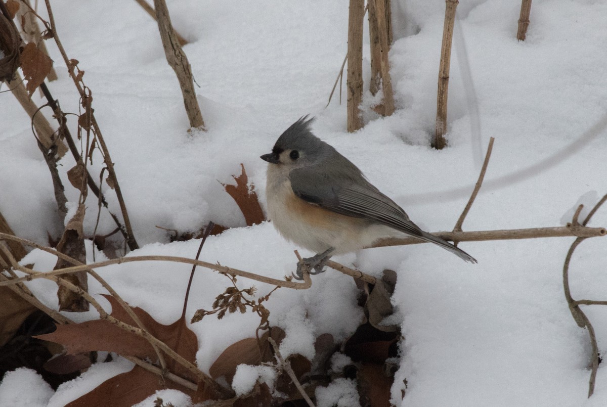 Tufted Titmouse - ML291293621