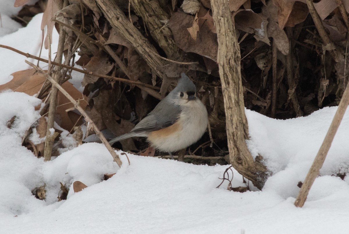 Tufted Titmouse - ML291293691