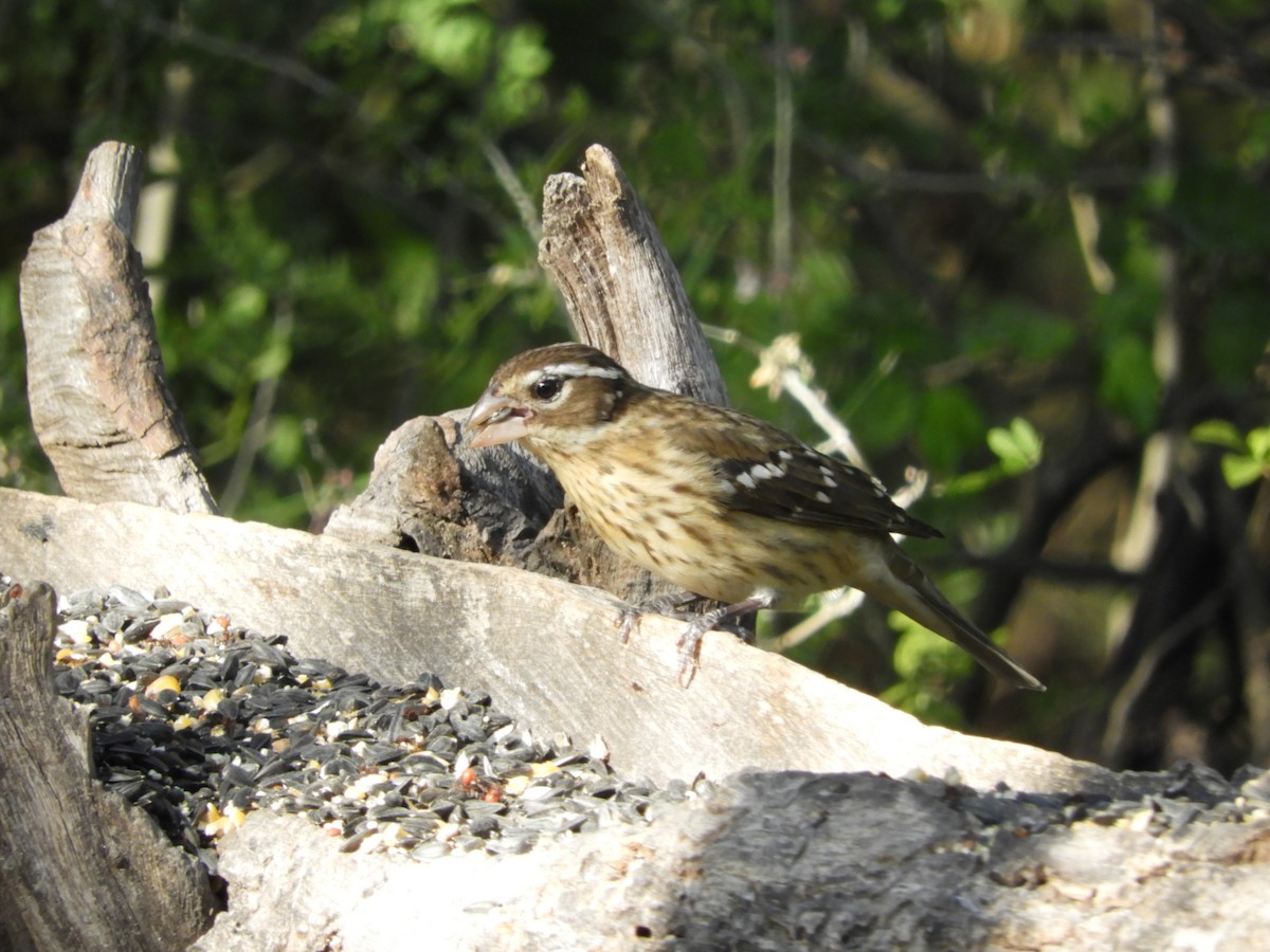 Rose-breasted Grosbeak - ML291294151