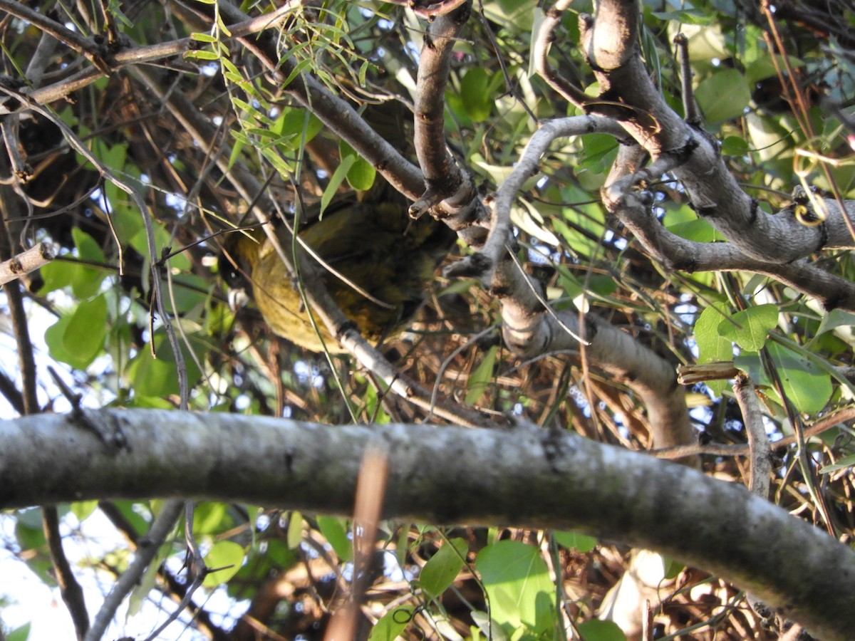 Crimson-collared Grosbeak - ML291294231