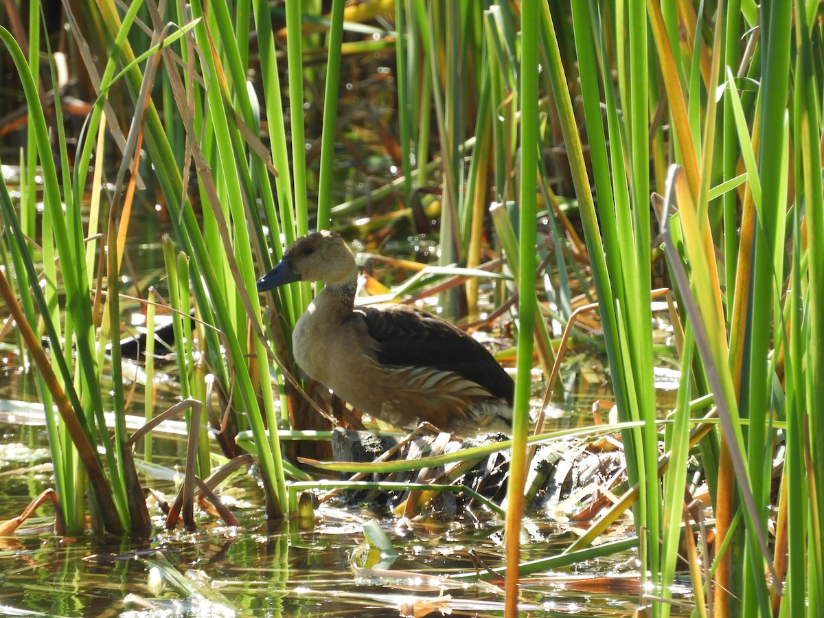 Fulvous Whistling-Duck - ML291294411