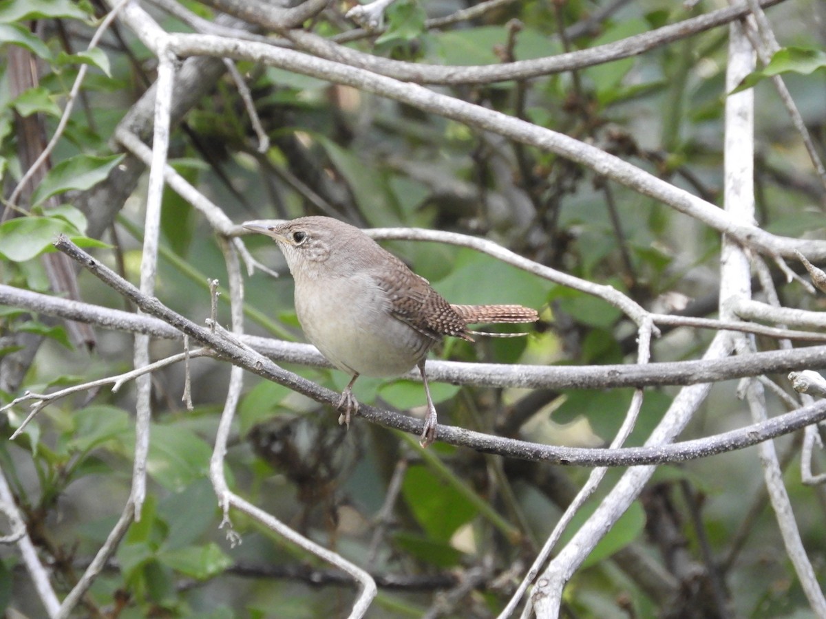 House Wren - ML291294751