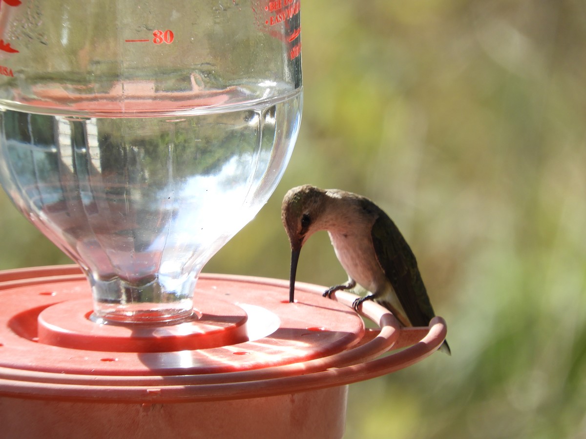 Black-chinned Hummingbird - ML291295031